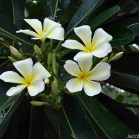 Plumeria obtusa L.